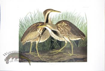 American Bittern